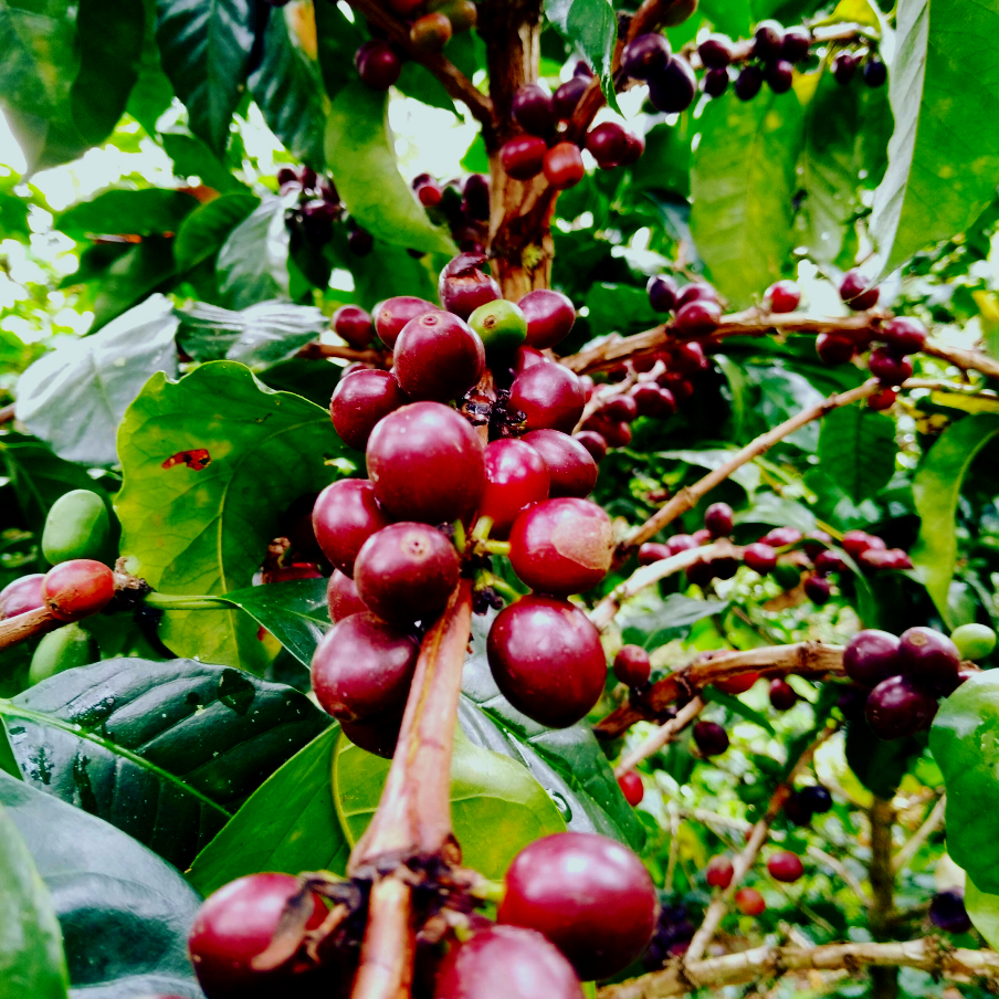 Ripe cherries in to traditional collect Inzas coffee farmers