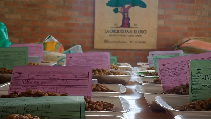 Catacion orquidea y el oso