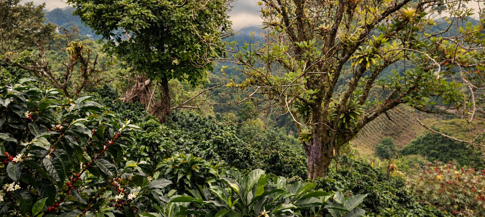 Cómo un pequeño caficultor de Inzá Cauca le gana a los gigantes